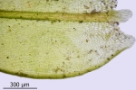 Orthotrichum rivulare