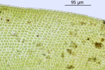 Orthotrichum rivulare