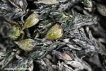 Orthotrichum rivulare