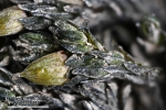 Orthotrichum rivulare