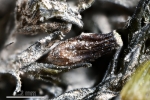 Orthotrichum rivulare