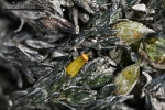 Orthotrichum rivulare