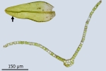 Orthotrichum rivulare