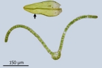 Orthotrichum rivulare