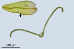 Orthotrichum rivulare
