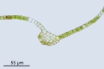 Orthotrichum rivulare