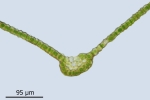 Orthotrichum rivulare