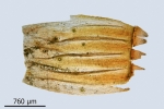 Orthotrichum rivulare