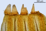 Orthotrichum rivulare