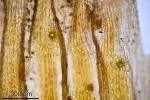 Orthotrichum rivulare