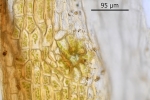 Orthotrichum rivulare