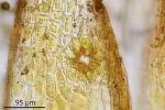 Orthotrichum rivulare