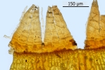 Orthotrichum rivulare