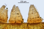 Orthotrichum rivulare