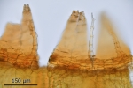Orthotrichum rivulare
