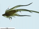 Weissia wimmeriana