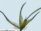 Weissia wimmeriana
