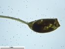Weissia wimmeriana