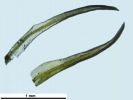 Weissia wimmeriana