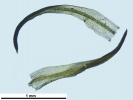 Weissia wimmeriana