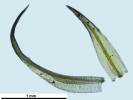 Weissia wimmeriana