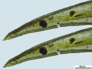 Weissia wimmeriana