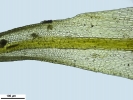 Weissia wimmeriana