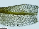 Weissia wimmeriana