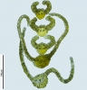 Weissia wimmeriana