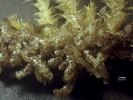 Lepidolejeunea novae-caledoniae