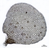 Lepidolejeunea novae-caledoniae