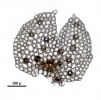 Lepidolejeunea novae-caledoniae