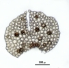Lepidolejeunea novae-caledoniae