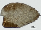 Thysananthus spathulistipus