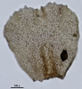 Thysananthus spathulistipus
