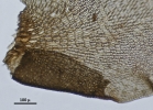 Thysananthus spathulistipus