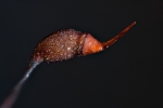 Rhynchostegium murale