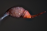 Rhynchostegium murale