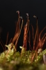 Rhynchostegium murale