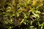 Rhynchostegium murale