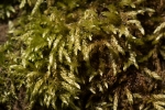 Rhynchostegium murale
