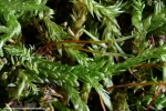 Rhynchostegium murale