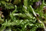 Rhynchostegium murale