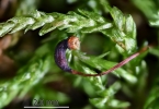 Rhynchostegium murale