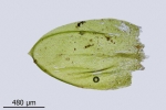 Rhynchostegium murale