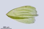 Rhynchostegium murale