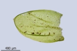 Rhynchostegium murale