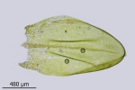 Rhynchostegium murale