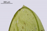 Rhynchostegium murale