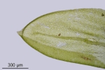 Rhynchostegium murale